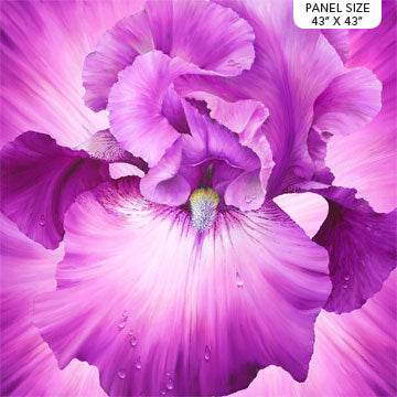 Lush - Iris Flower - Magenta - Panel - DP24191-28